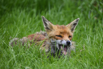 Stunning image of red fox vulpes vulpes in lush Summer countrysi