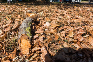 Wood Log Orange Autumn Leaves Ground Nature Outdoors Park