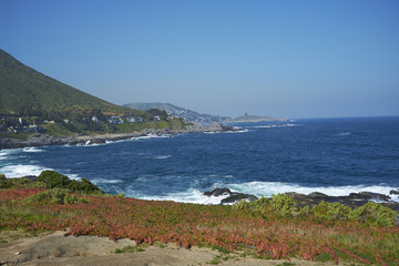 Colourful plants growing on the coastal path on the Pacific Coast of Chile near the small town of Zapallar.