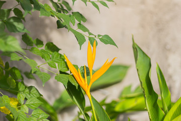 Yellow heliconia