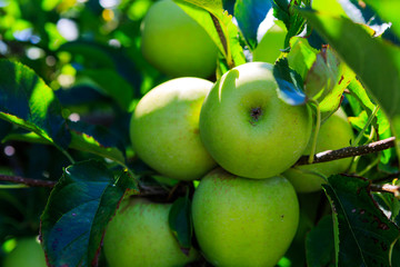 Green and red apples on tree in summer