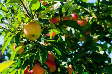 Green and red apples on tree in summer