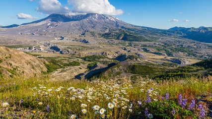 Amazing valley of flowers. White clouds are hovering over the large crater. Loowit Viewpoint, Mount St Helens National Park, West Part, South Cascades in Washington State, USA