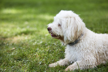 White havanese dog lying in the grass of the park