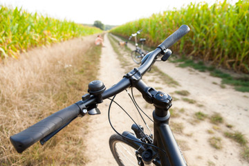 Fototapeta na wymiar Fahrradlenker an einem Maisfeld