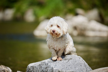White havanese dot sitting on a rock or stone at a river