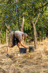 Senior farmer woman harvesting plums