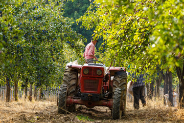 Obraz premium Old farmer with tractor harvesting plums