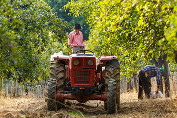 Fototapeta premium Old farmer with tractor harvesting plums