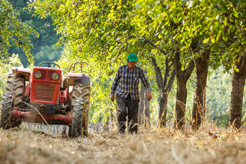 Old farmer with tractor harvesting plums
