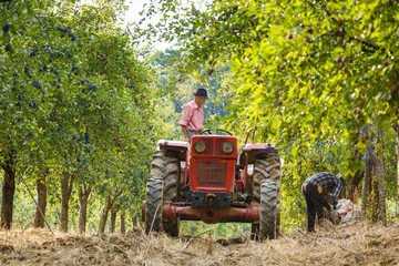 Old farmer with tractor harvesting plums