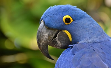 Blue Hyacinth Macaw
