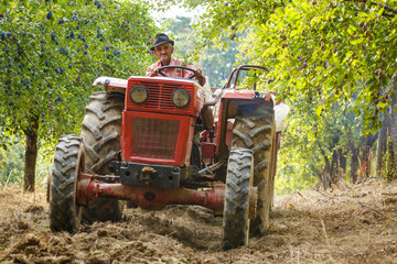 Old farmer with tractor harvesting plums © Xalanx