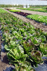 plantation de salade