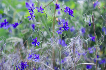blue wild flowers on green  plant background 
