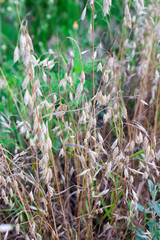 brown wild oats background, rustic field plants