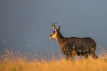 Chamois