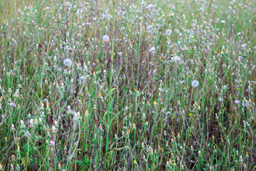Wild flowers field and green  plant background