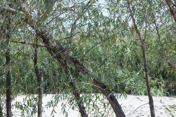 willow tree on background of white sand