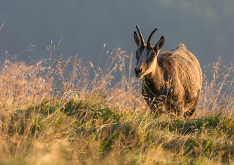 Chamois