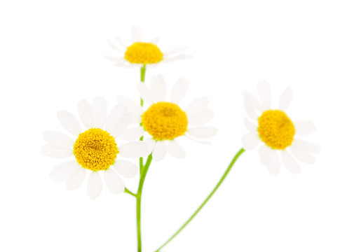 camomile flower on a white background