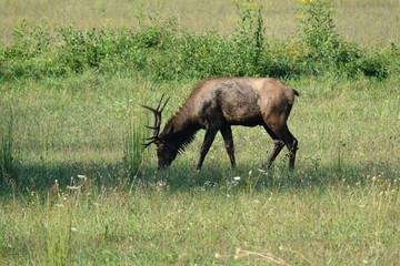 Elk in a Field