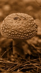 ГРИБЫ,ФЛОРА,ЛЕС,СЕПИЯ,ПОГАНКИ,НЕСЪЕДОБНЫЕ ГРИБЫ