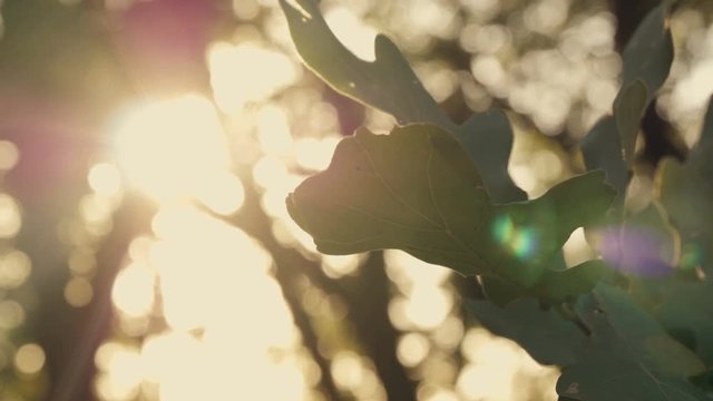 green oak leaves at sunset in autumn forest