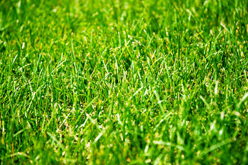 Natural green grass natural background. Soft focus