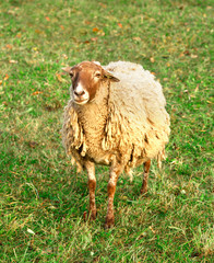 one sheep in the field