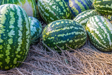 Group of watermelon fruits at street market in autumn