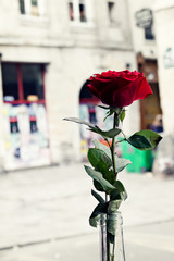 Vintage roses in a sidewalk in Paris