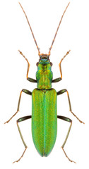 Beautiful metallic green beetle Chrysanthia viridissima or false blister beetle or pollen-feeding beetle isolated on white background, dorsal view.
