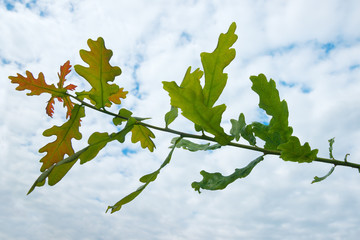 Oak branch