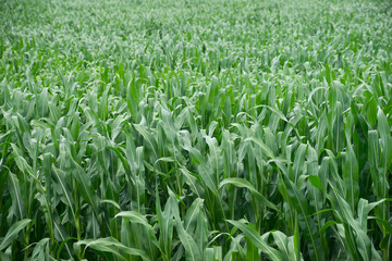 Corn field