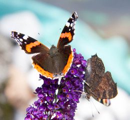 The European Peacock and the Red Admiral butterflies on buddleja davidii (summer lilac) flowers
