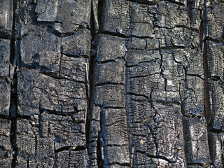 charred tree