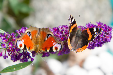Naklejka premium Paw europejski i motyle admirała czerwonego na kwiatach buddleja davidii (letniego bzu)