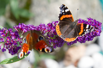 The European Peacock and the Red Admiral butterflies on buddleja davidii (summer lilac) flowers