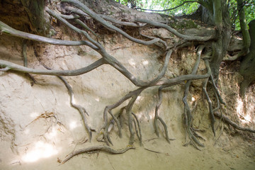 The Roots Gorge, caused by erosion, in Kazimierz Dolny in Poland. Caused by erosion