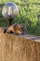 Sur un mur, un chat surveille les alentours