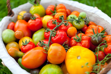 colorful tomatoes in basket