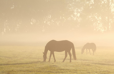 horses grazing on misty pasture