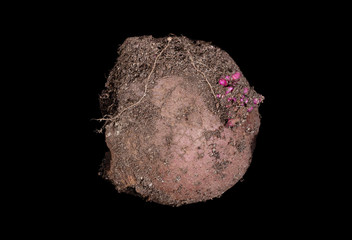 Soiled raw potato isolated on black background