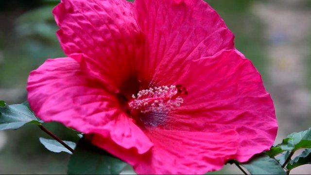 A close up of pink Hibiscus flower