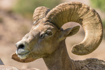 Desert Bighorn Sheep Ram Portrait