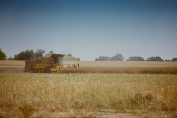 Fototapeta premium Combine harvesting the rape field