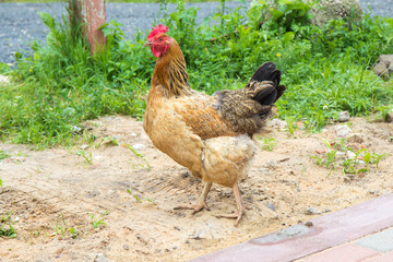 Brown chicken stands on the ground