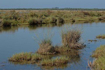 paisaje de naturaleza en las marismas de bonanza   