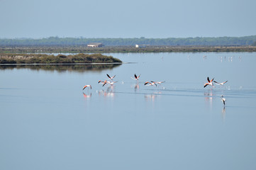 paisaje de naturaleza en las marismas de bonanza   